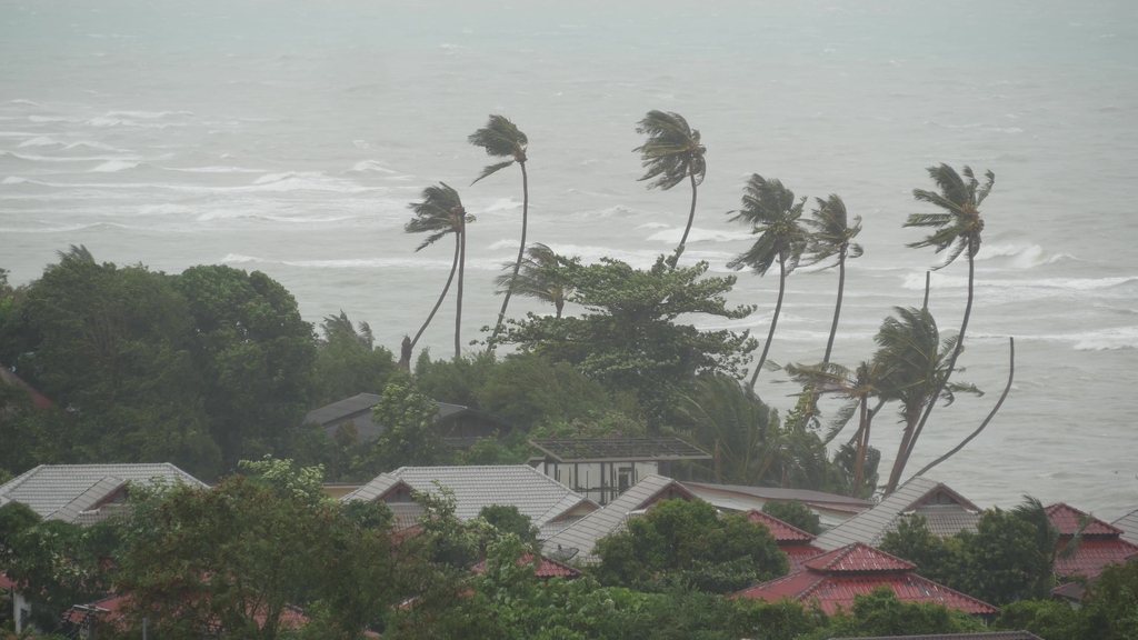 das Bild zeigt eine stürmische See, am Ufer biegen sich Palmen im Wild